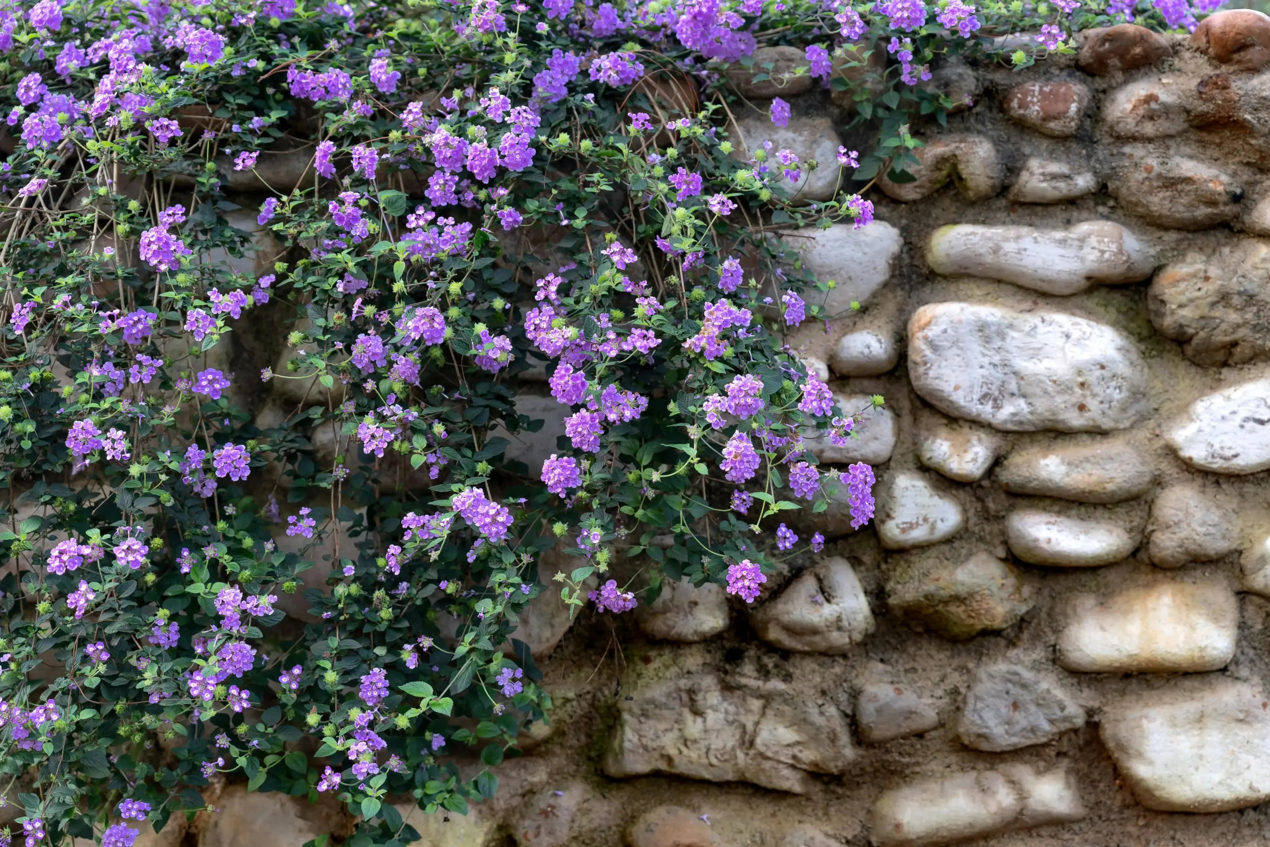 Plantas Trepadeiras