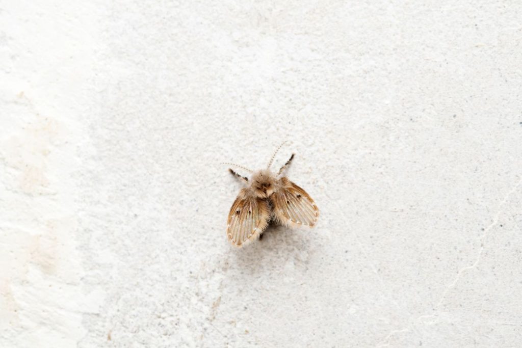 Como Eliminar Mosquito de Banheiro